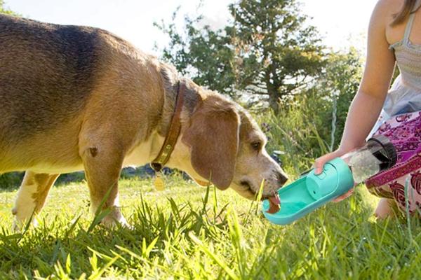 Botella de Agua para Perros